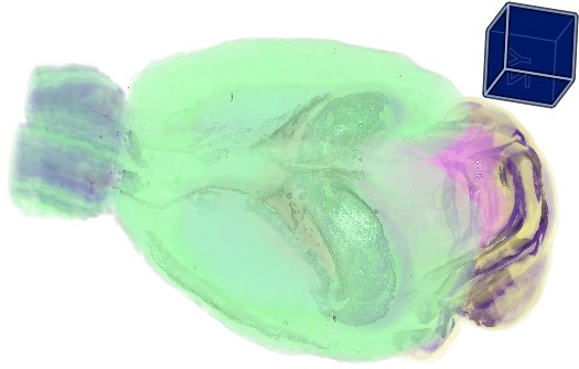 Изображение:AllenBrain3D1 BayesML2010.jpg