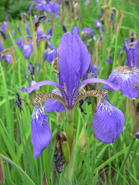 Изображение:MOTP11 Iris.jpg