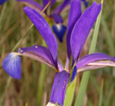 Iris.jpg