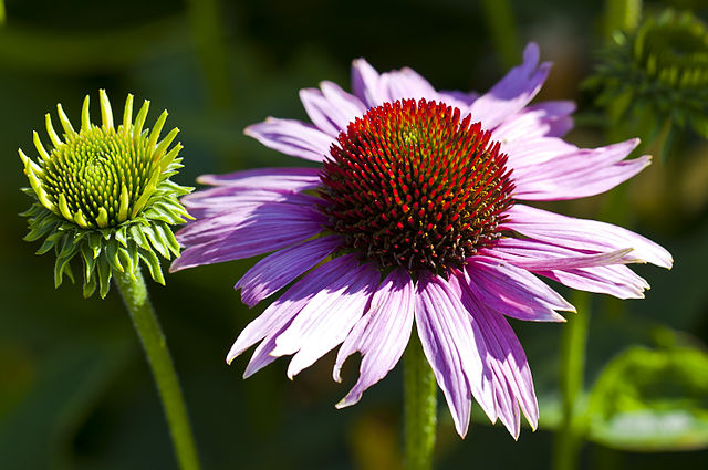 Изображение:Echinacea purpurea.jpg