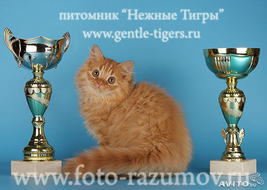Изображение:Add2.png