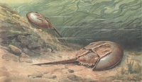 Мечехвосты (Limulus polyphemus).