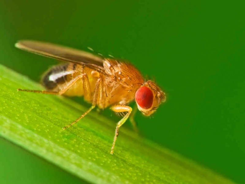 Изображение:Fruit-fly.jpg